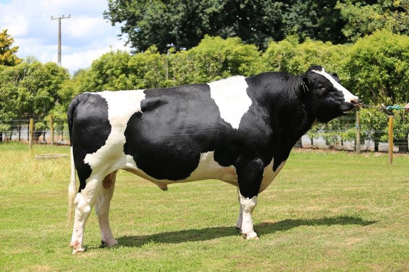 What genetics does LIC have to offer to Irish farmers in 2017?