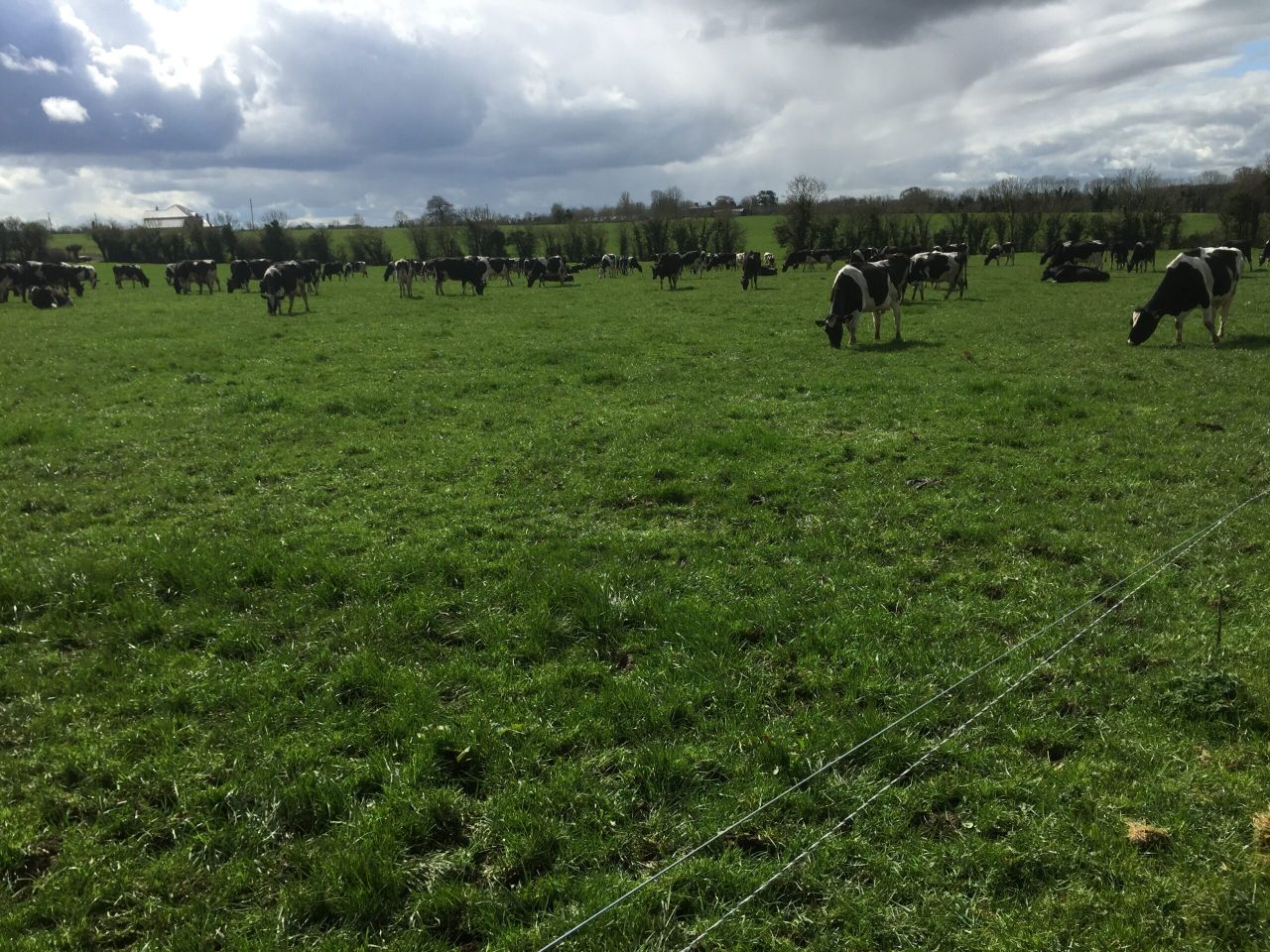 How one farmer plans to increase dairy cows numbers by 33% in 5 years with no extra land