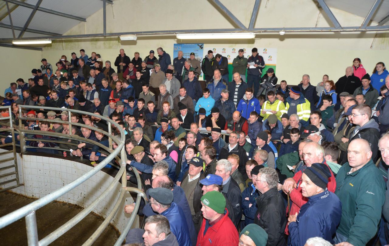 Blessington Mart to host 'Special Texel In-lamb sale'