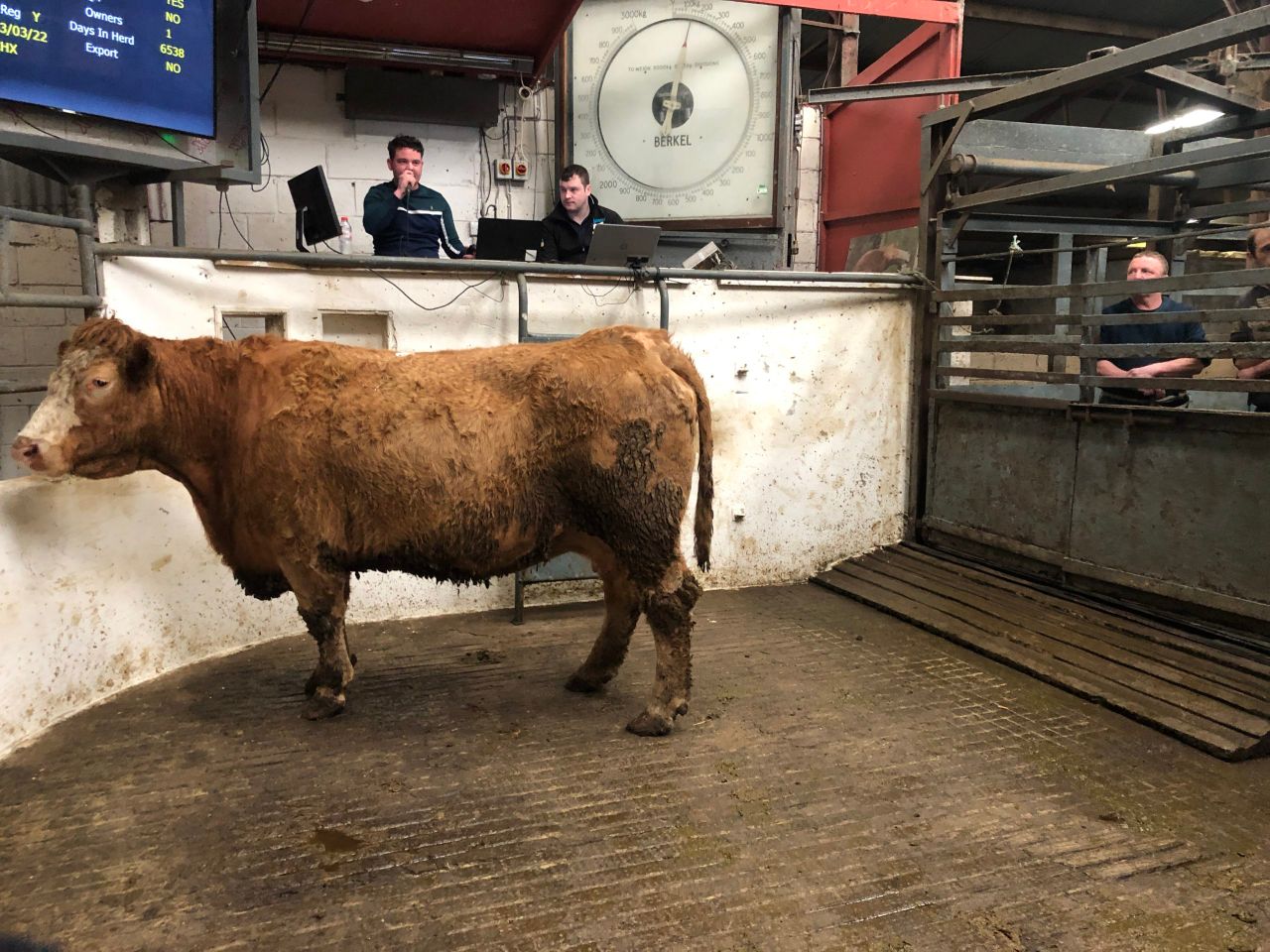 Mart report: Beef cattle hit €3.15/kg liveweight at Granard