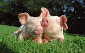 Better international demand may improve pig prices