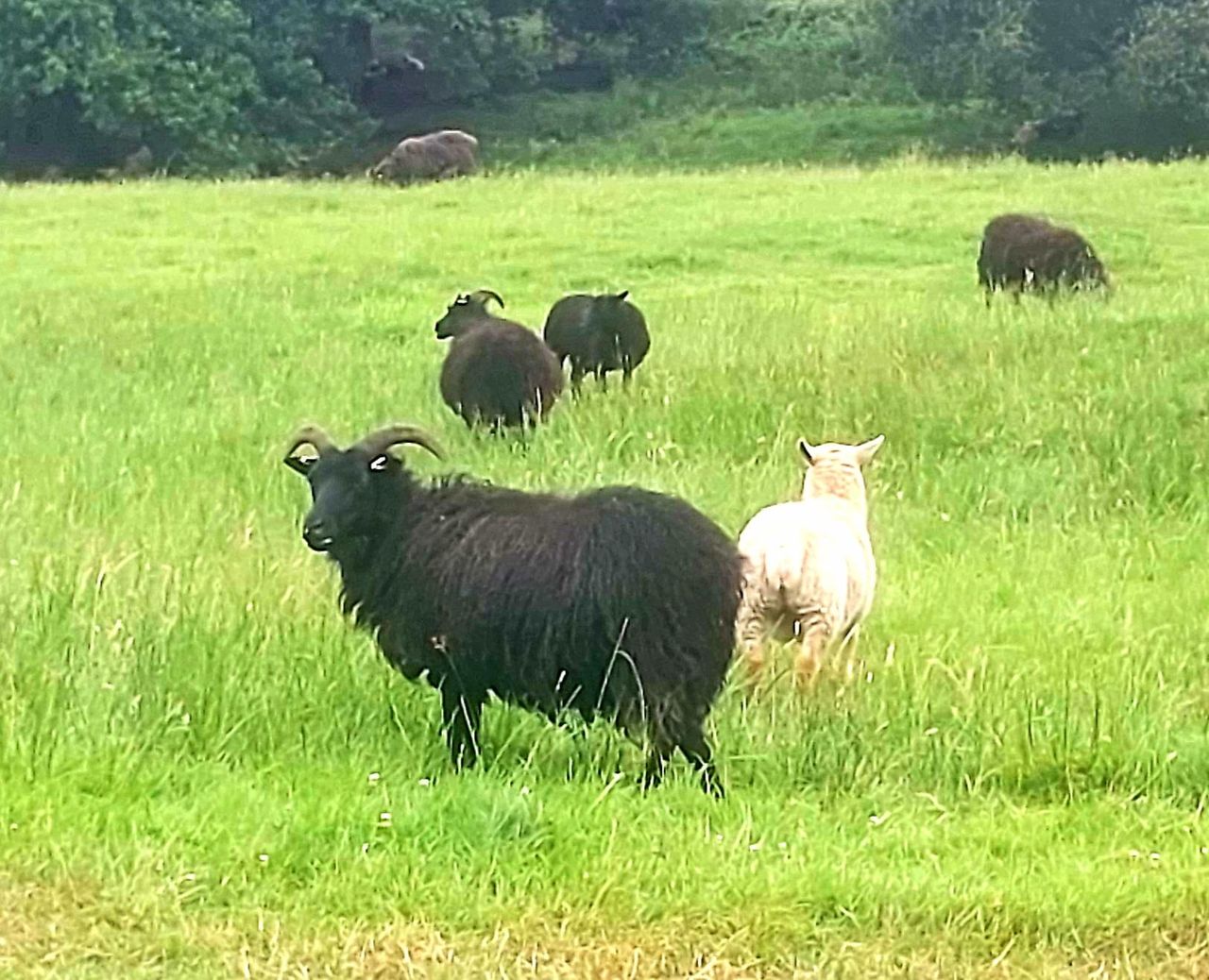 Police investigate £18,000 theft of sheep in UK