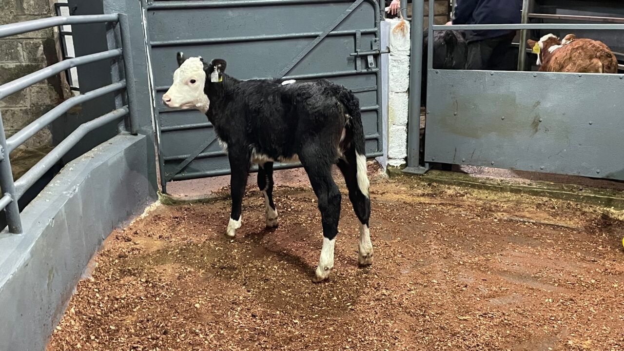 New weekly calf sale opens for business in Co. Laois
