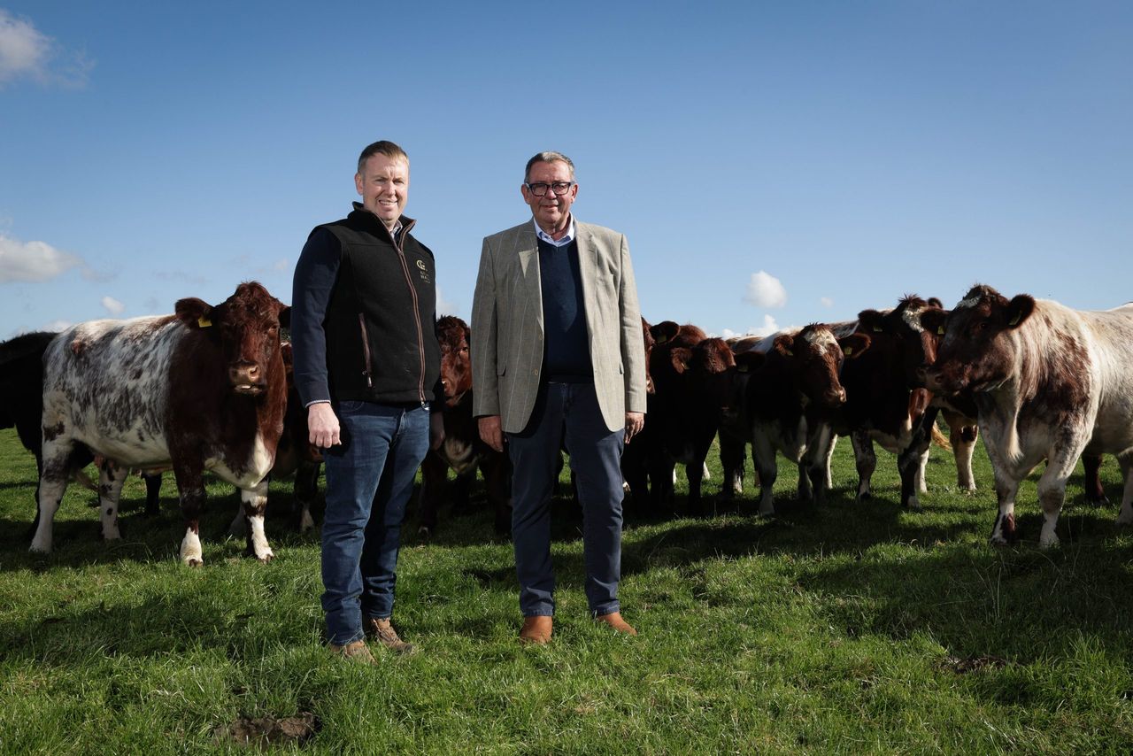 Two native breeds to feature in on-farm pedigree sale