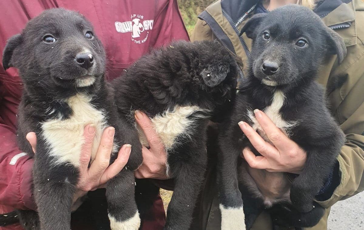 Gardaí seize 12 dogs and 5 puppies in Galway
