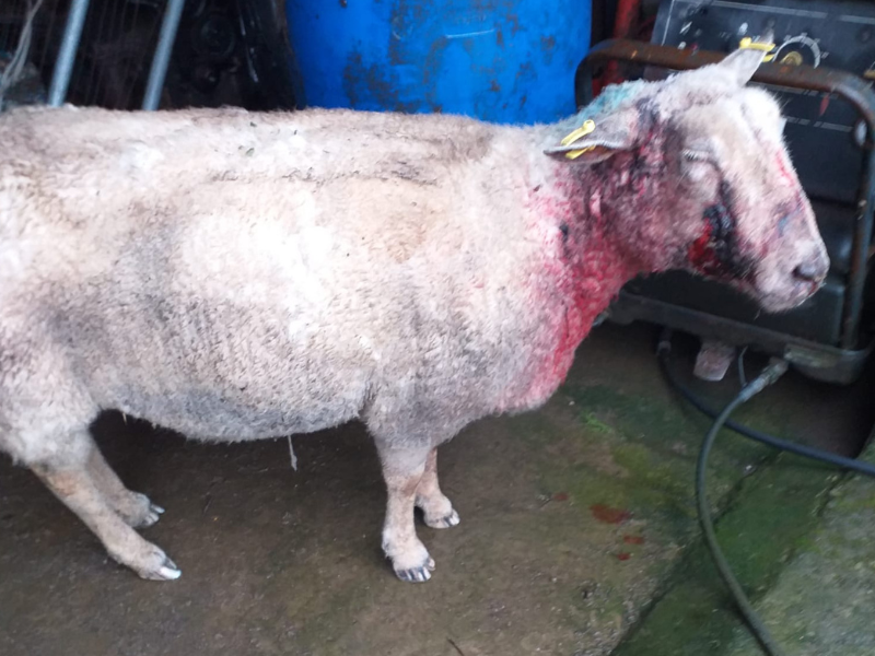 'Severe' injuries and trauma after dog attack on sheep in Kerry