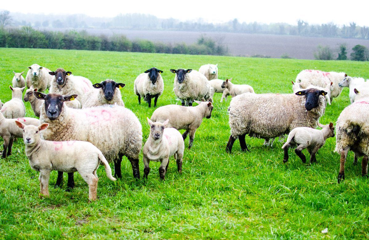 Sheep farmers should reject 'unrealistic' factory prices - IFA