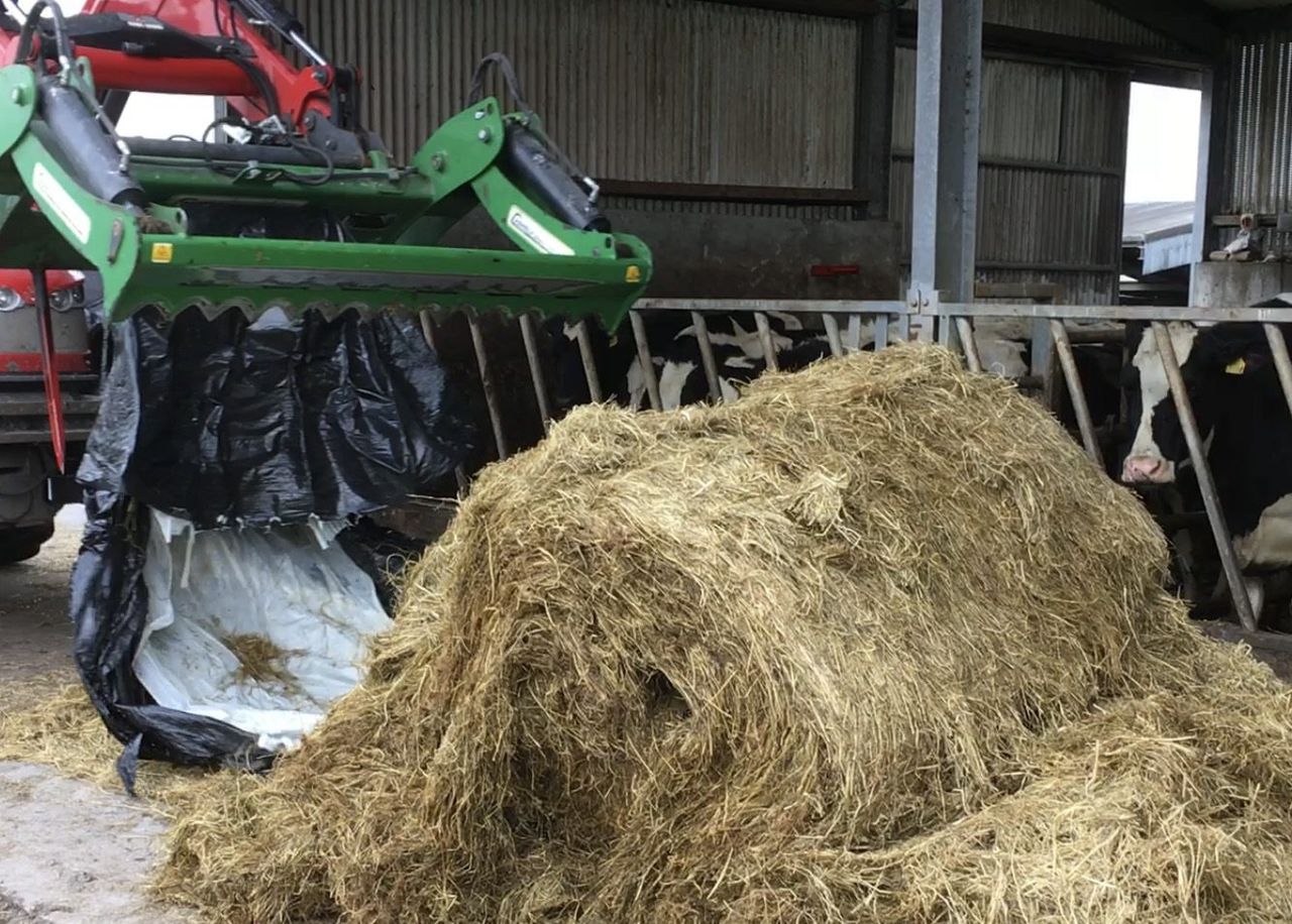 Freshly opened, mould-free Film&Film baled silage