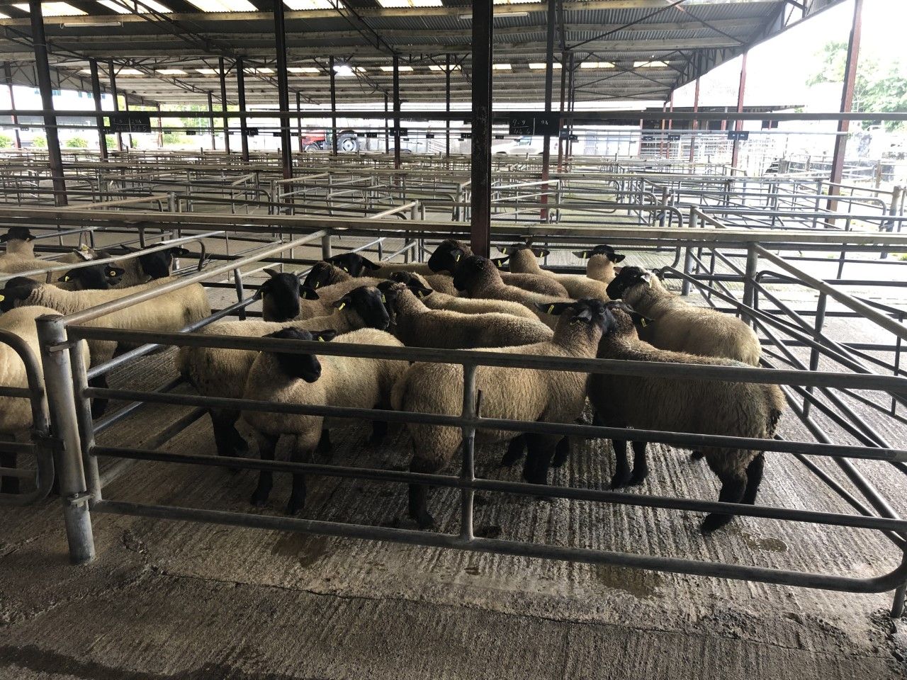 Sheep marts: Improved trade for finished lambs