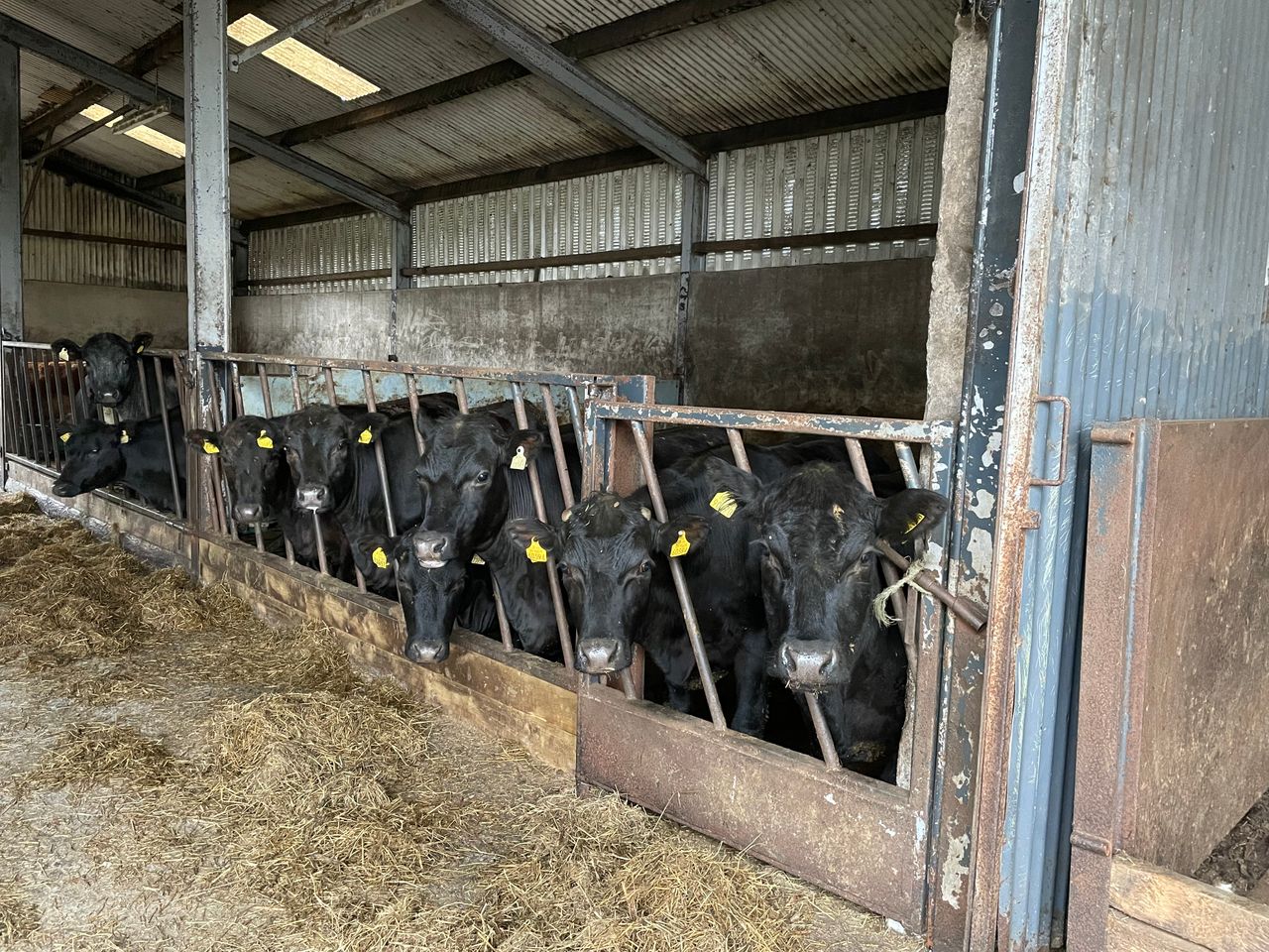 Factory quotes: Top prices hold but others back 5c/kg