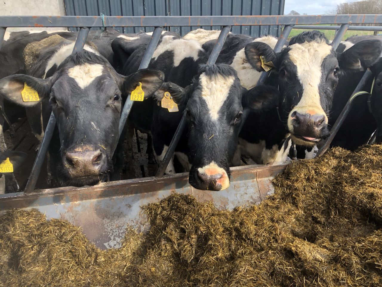 Dairy advice: Achieving body condition score targets by calving