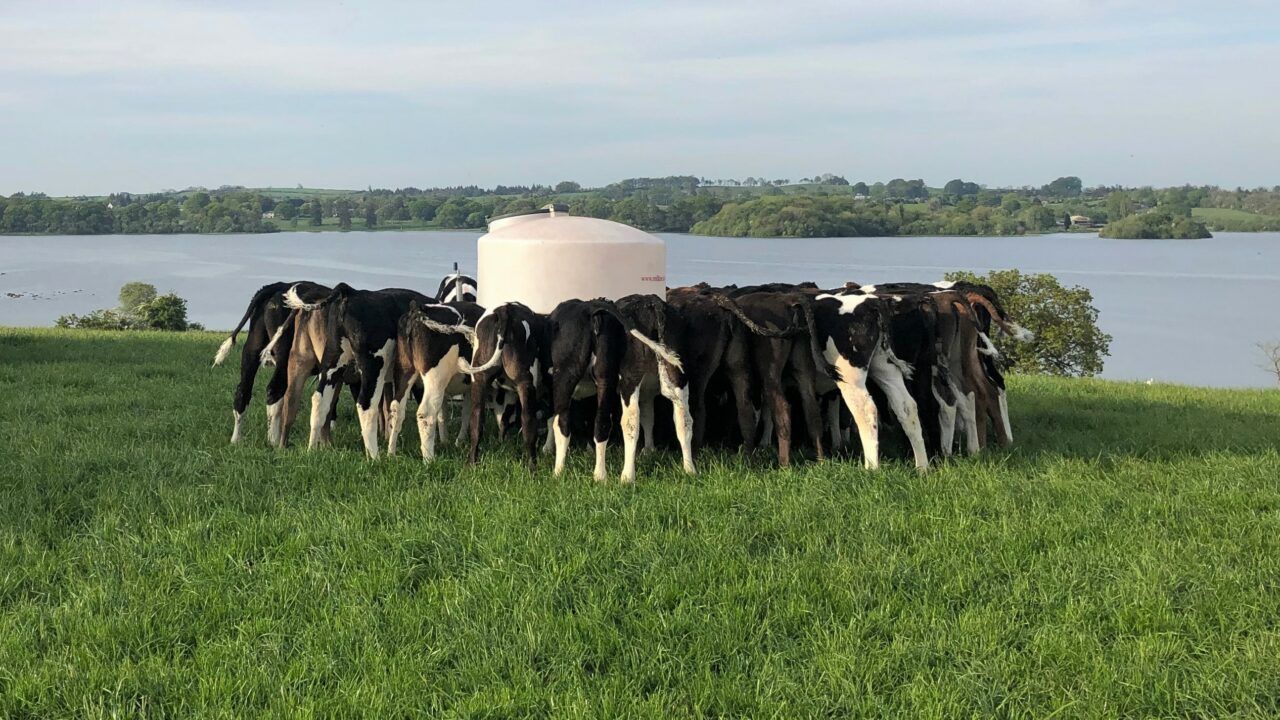 Heifer targets: What weight should heifer calves be at weaning?