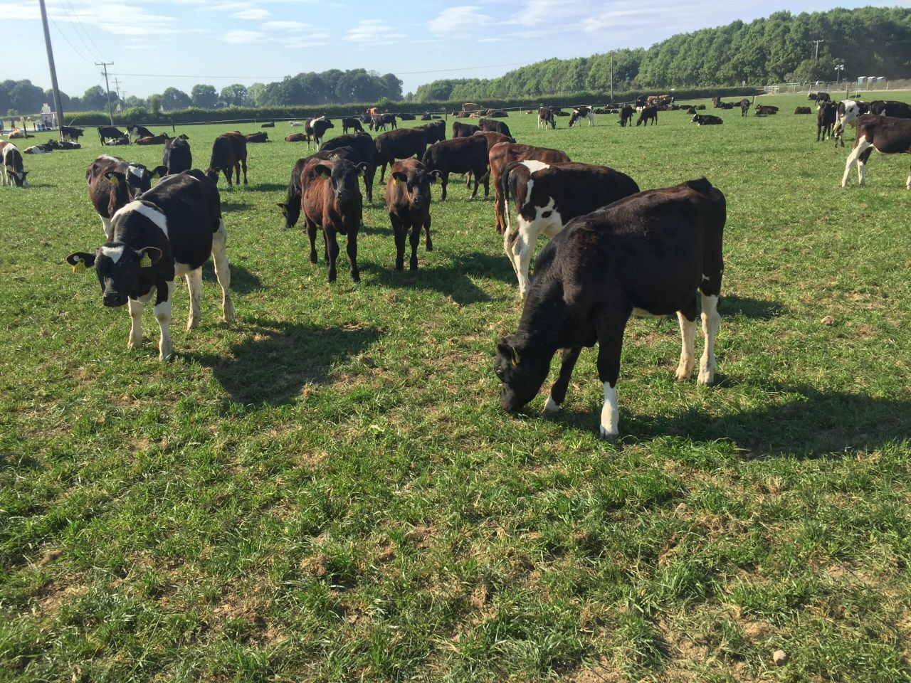 What sires are the beef calves from the dairy herd sired by?