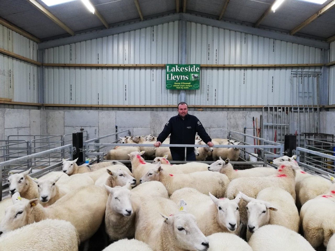 Sheep focus: Breeding pedigree Lleyn ewes and...alpacas