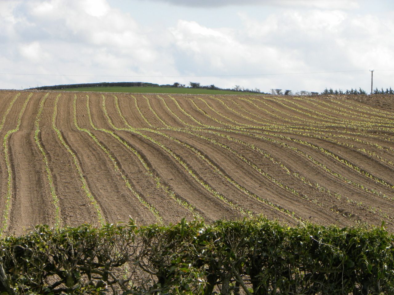 The US has approved a drone to spray crops with pesticides
