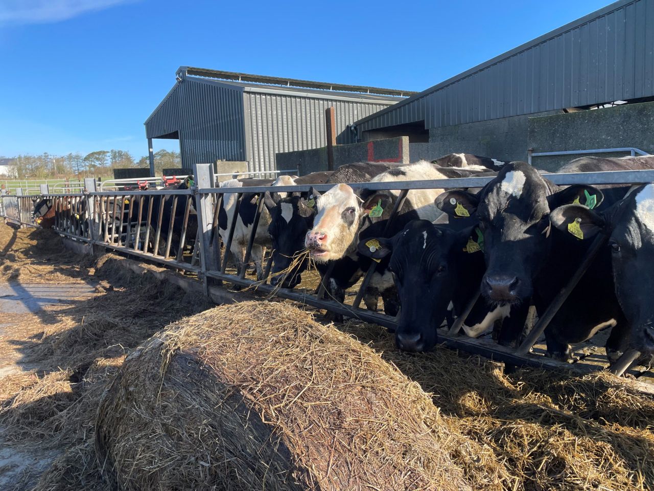 Dry period: Grouping cows to monitor BCS