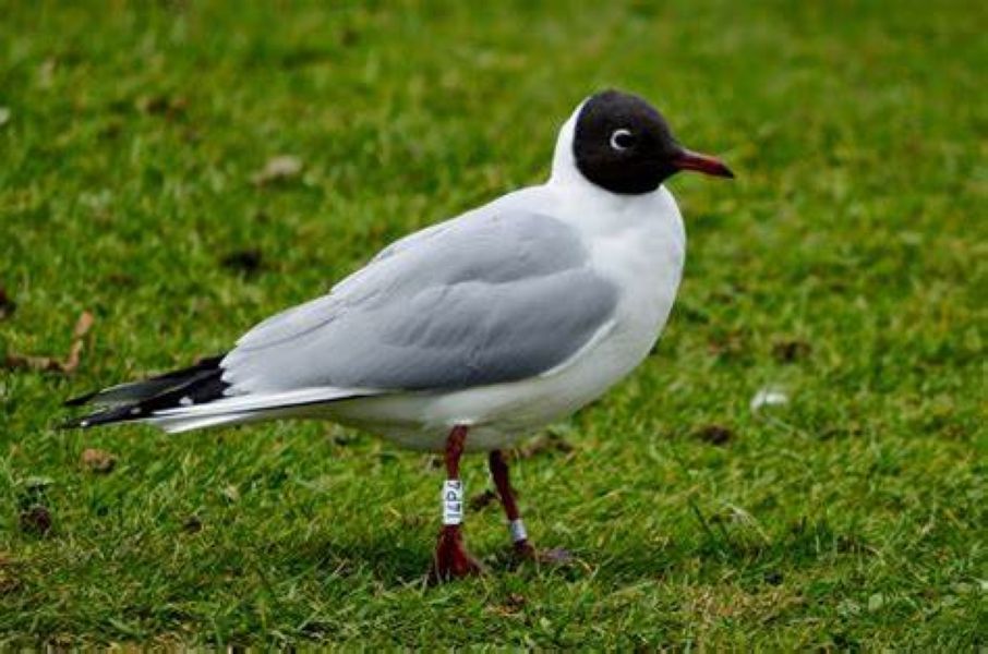 NI chief vet urges bird flu vigilance after cases in wild birds