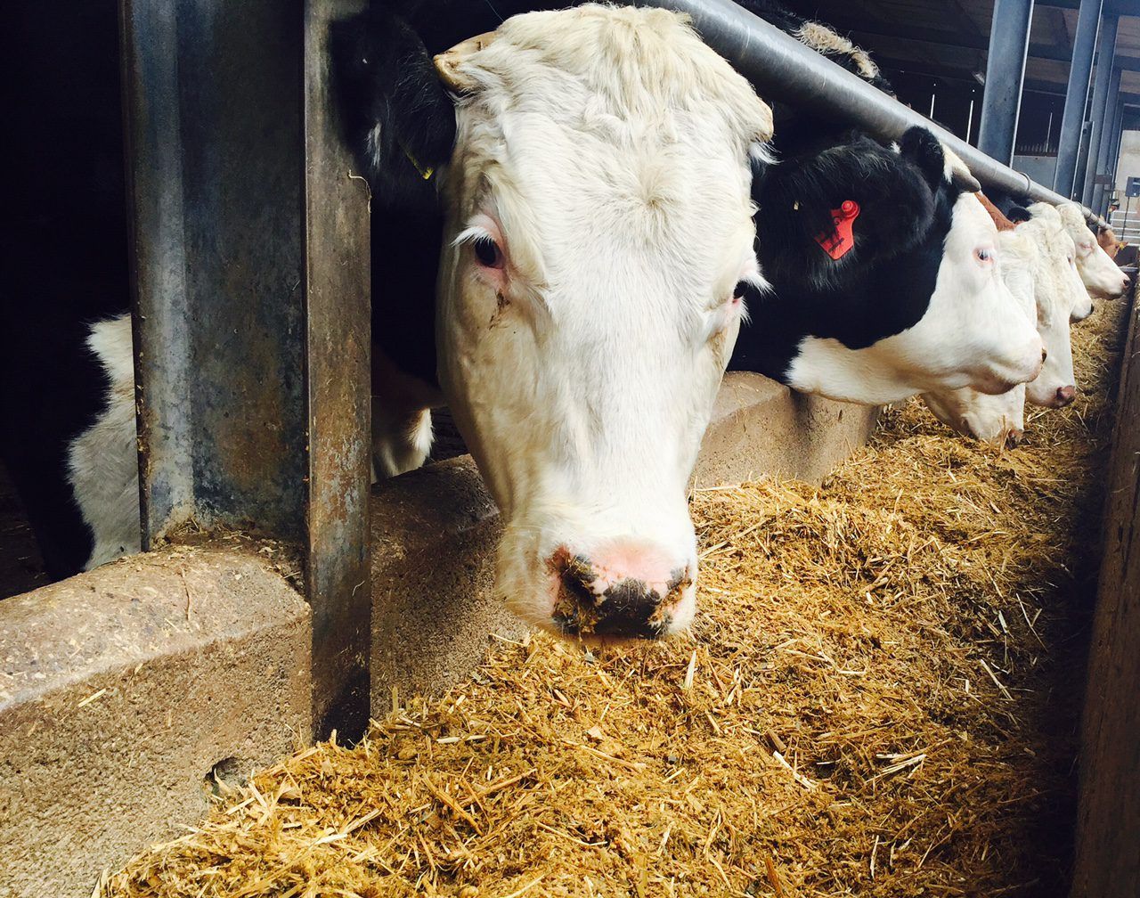 IFA says climate change agreement 'safeguards' food production