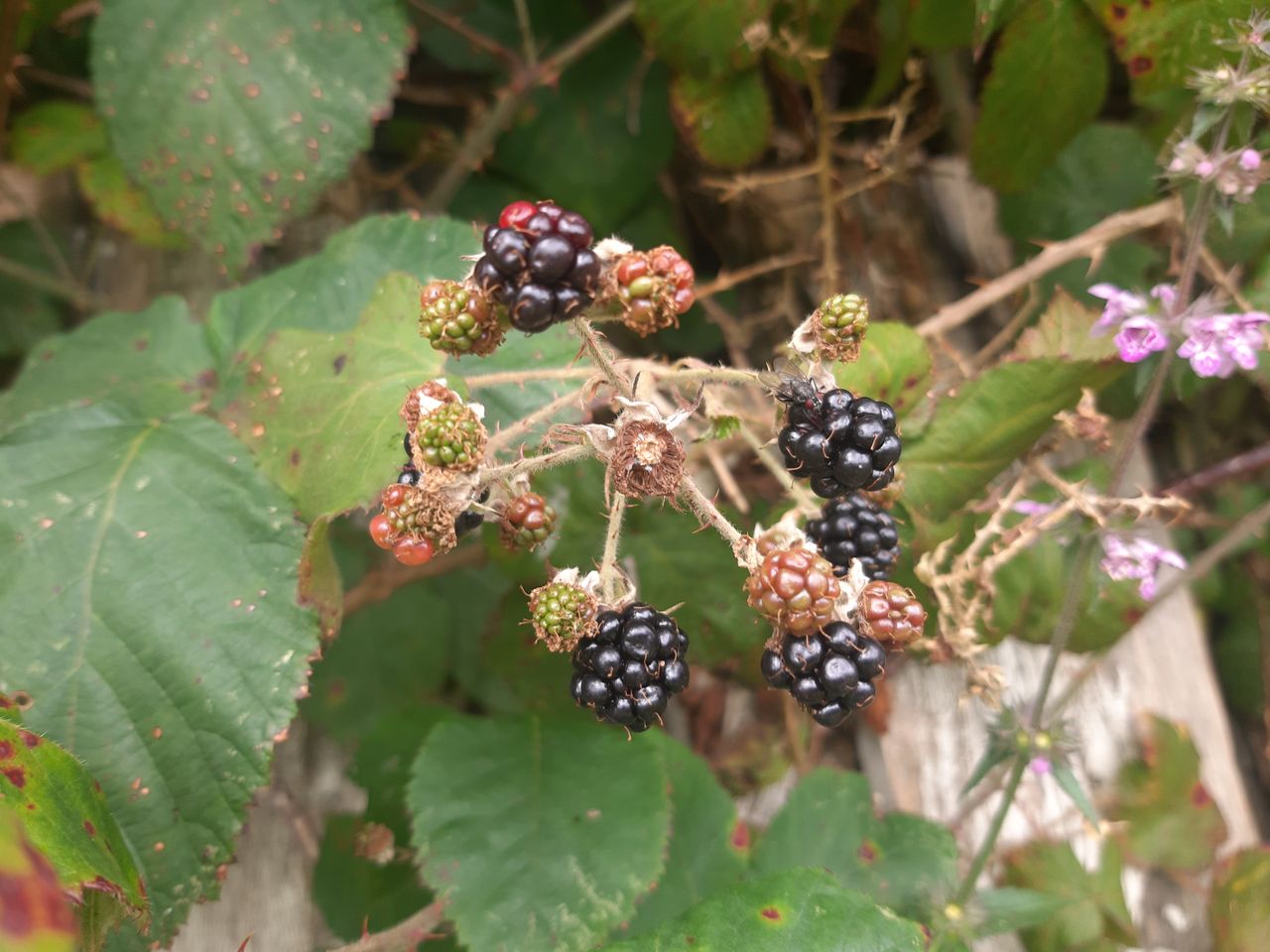 Blackberries an important part of native biodiversity