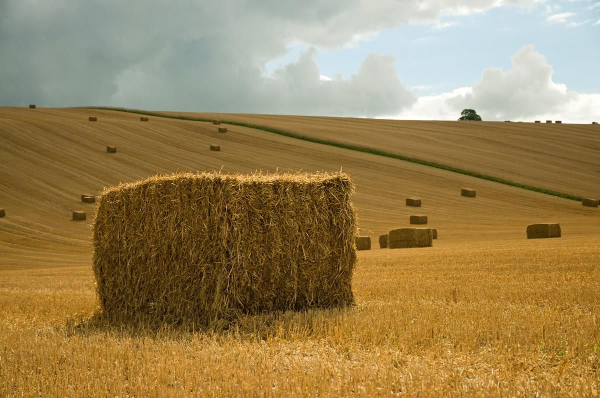What is the fertiliser value of straw?