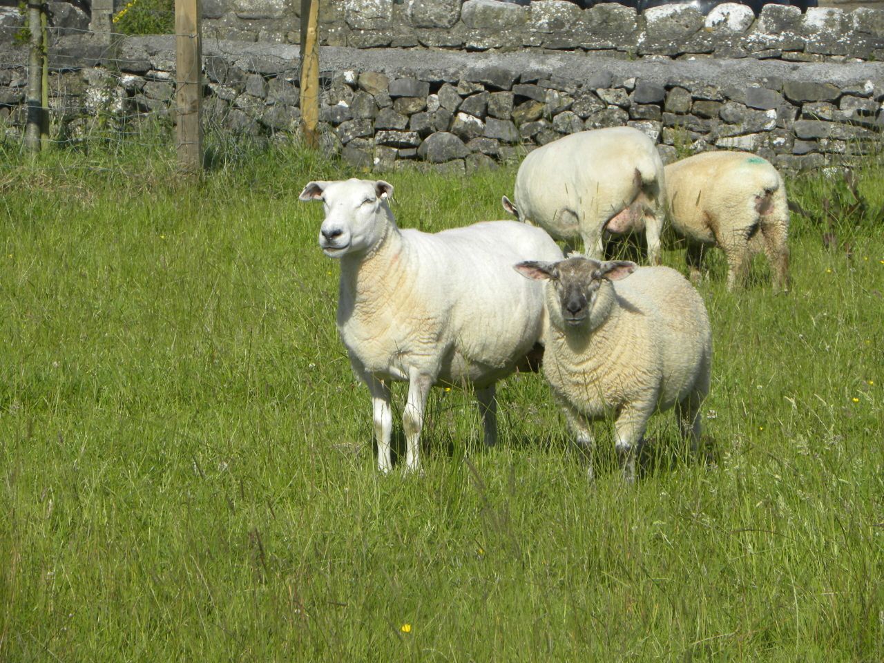 Australian lamb exports to reach record levels