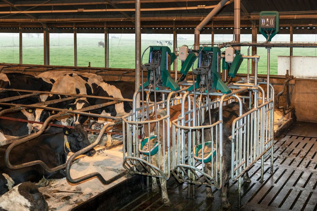 LAMMA sees a golden future ahead of this toilet for cows