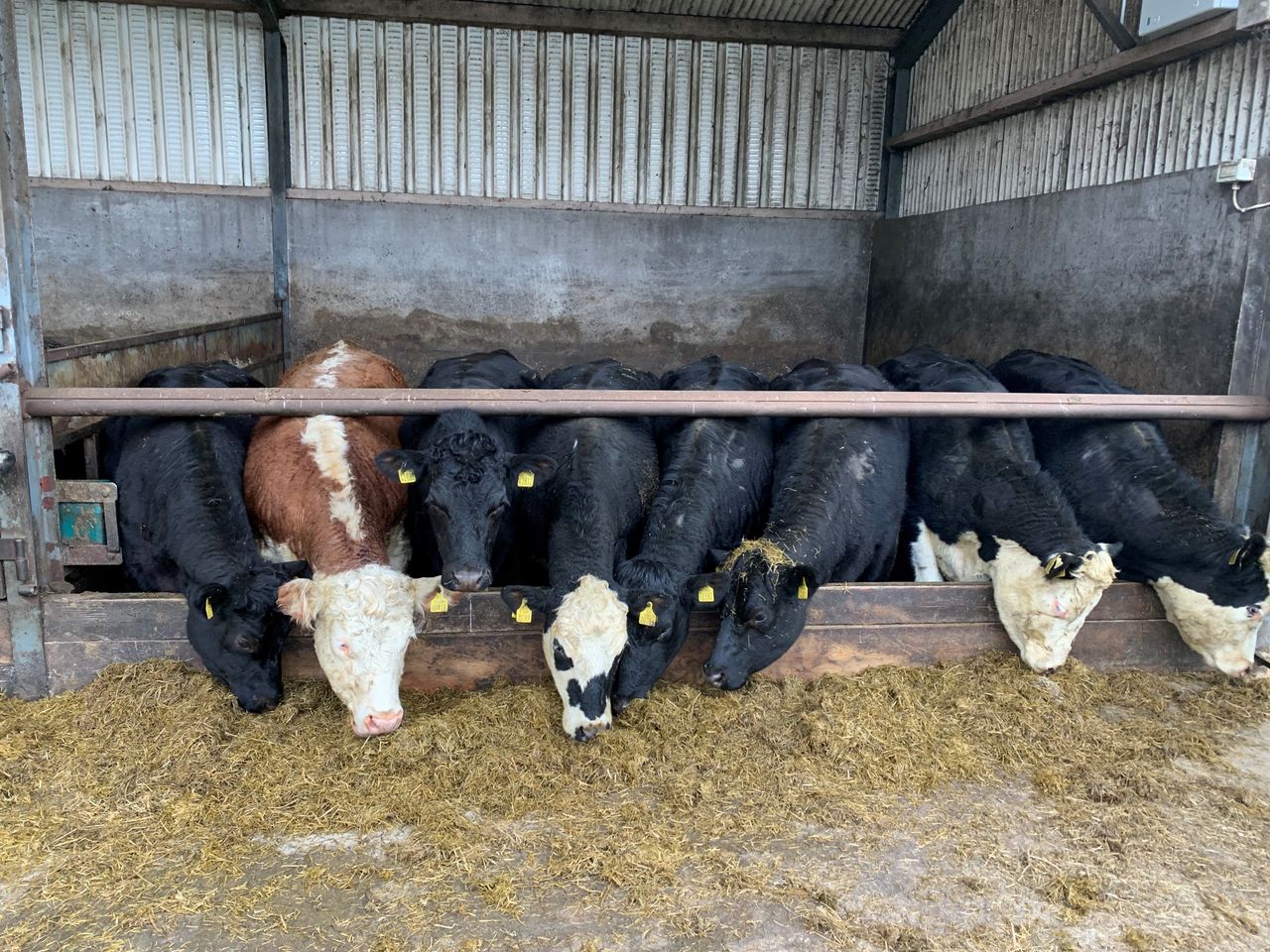 Factory quotes: Trade steady but what's next for beef price?