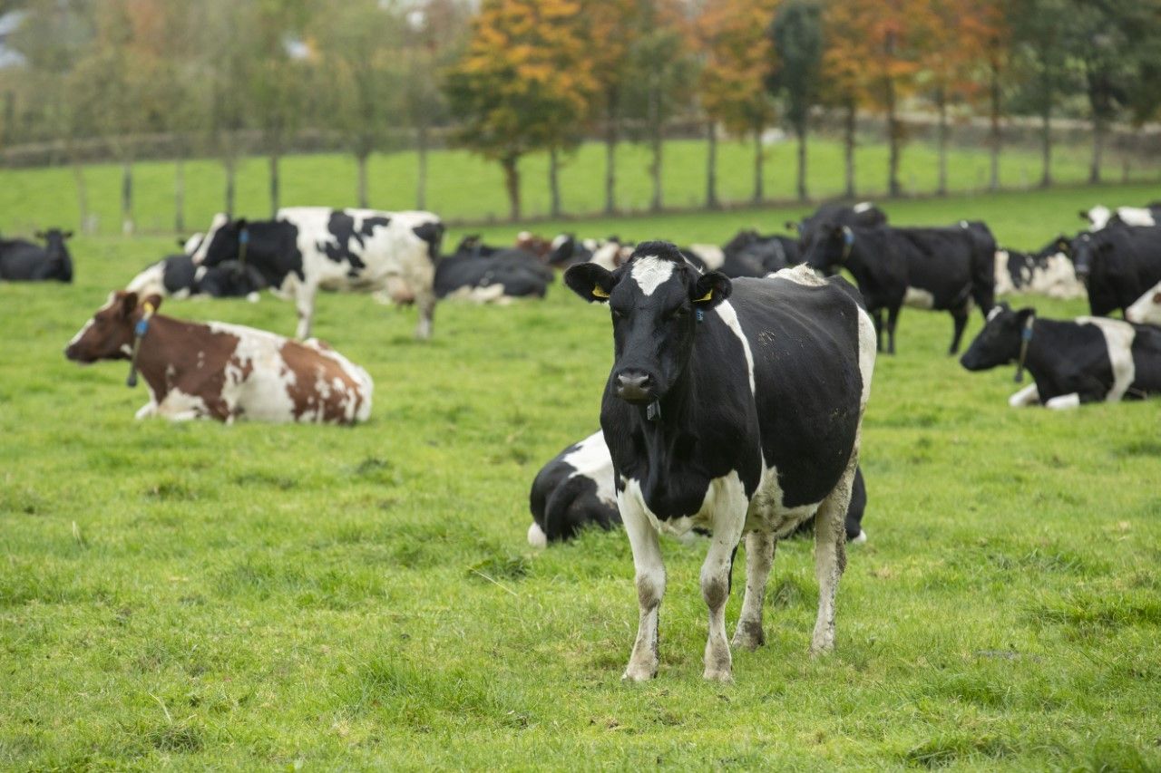 March Animal Health Series kicks off tonight