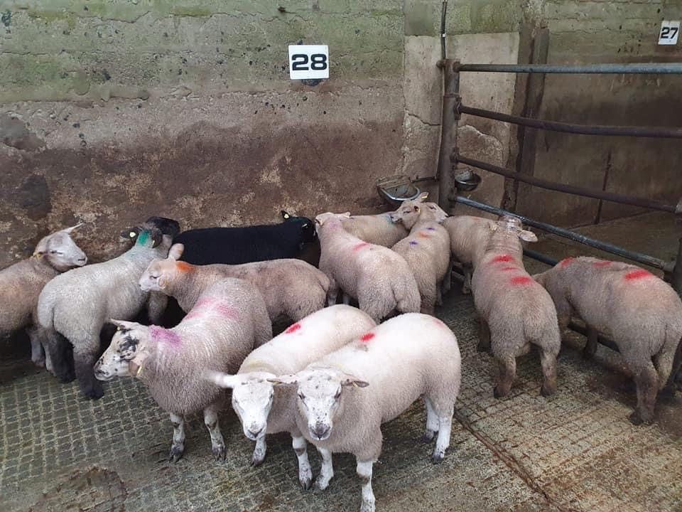 Raphoe Mart's Easter spring lamb sale sees prices reach €200