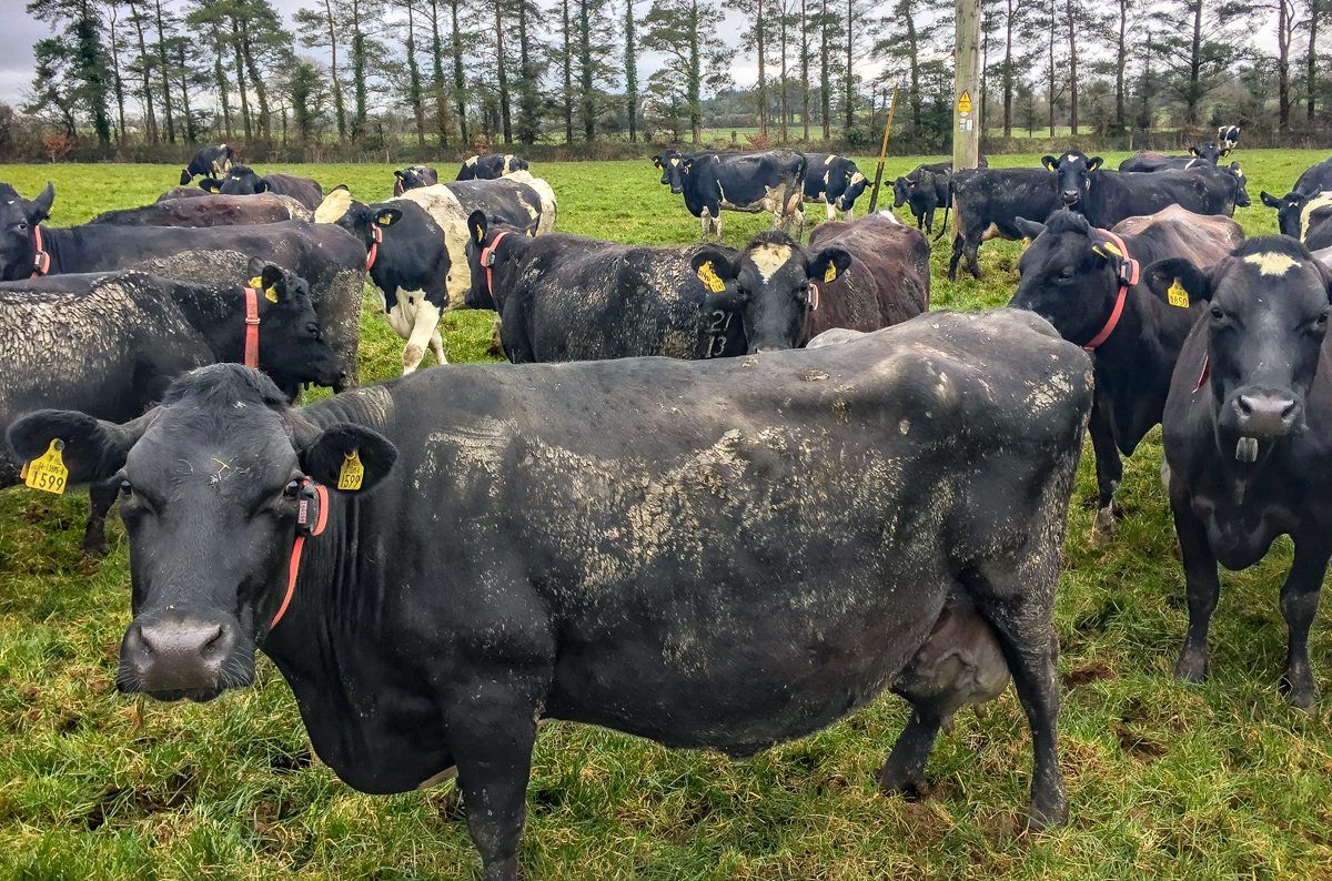 Breeding: The race against time to get cows back in calf