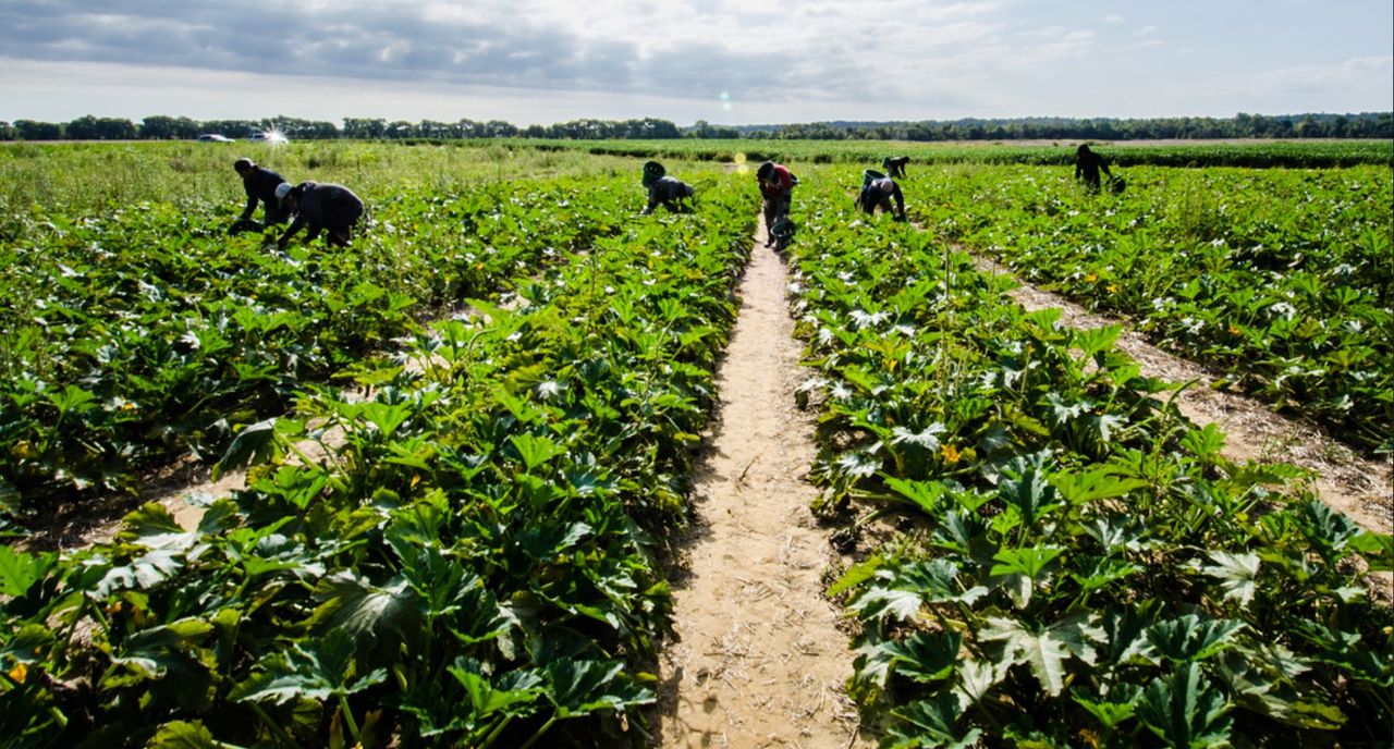 'No single solution' to ensure development of horticulture sector