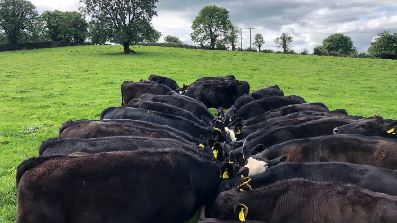 Incentive to improve genetics of Angus-cross beef cattle launched