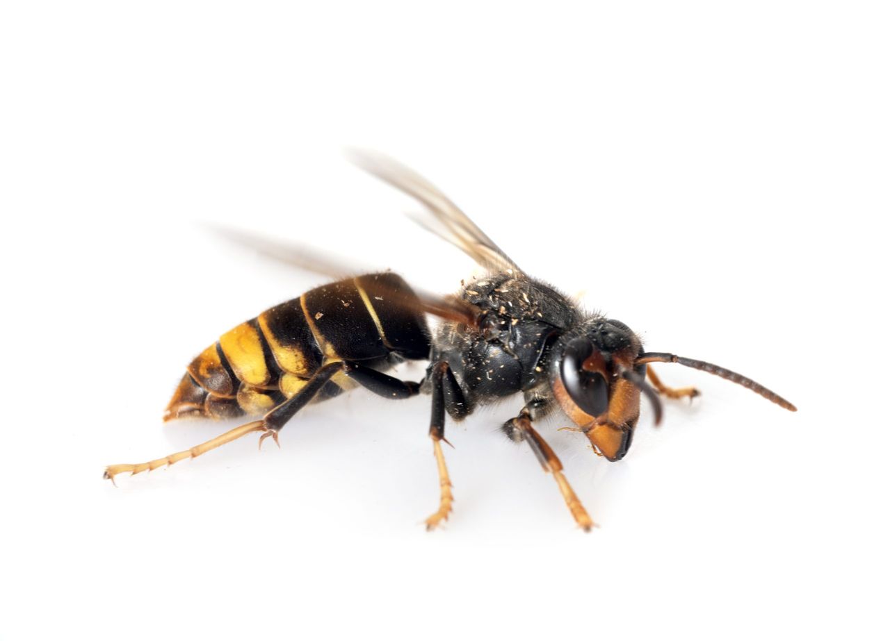 Asian hornet 'poses a significant threat to pollinators' - minister