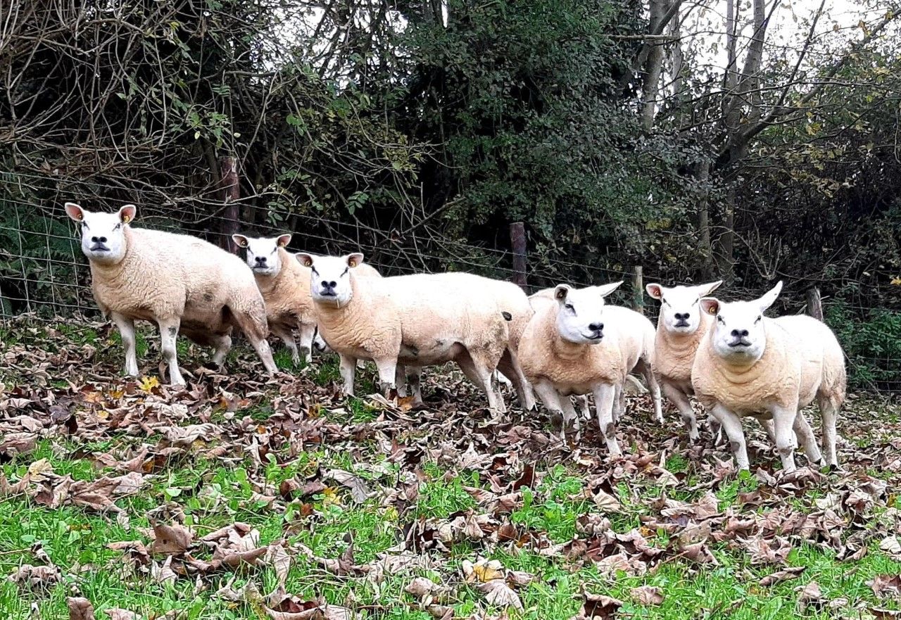 North East Texel Twilight sale: 71 in-lamb hoggets up for grabs