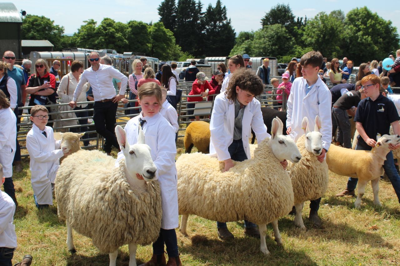 Suffolk shearling ewe impresses at Ballymoney Show