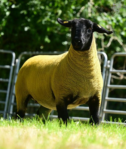 Ernevalley Daffodil sold for £1,850.