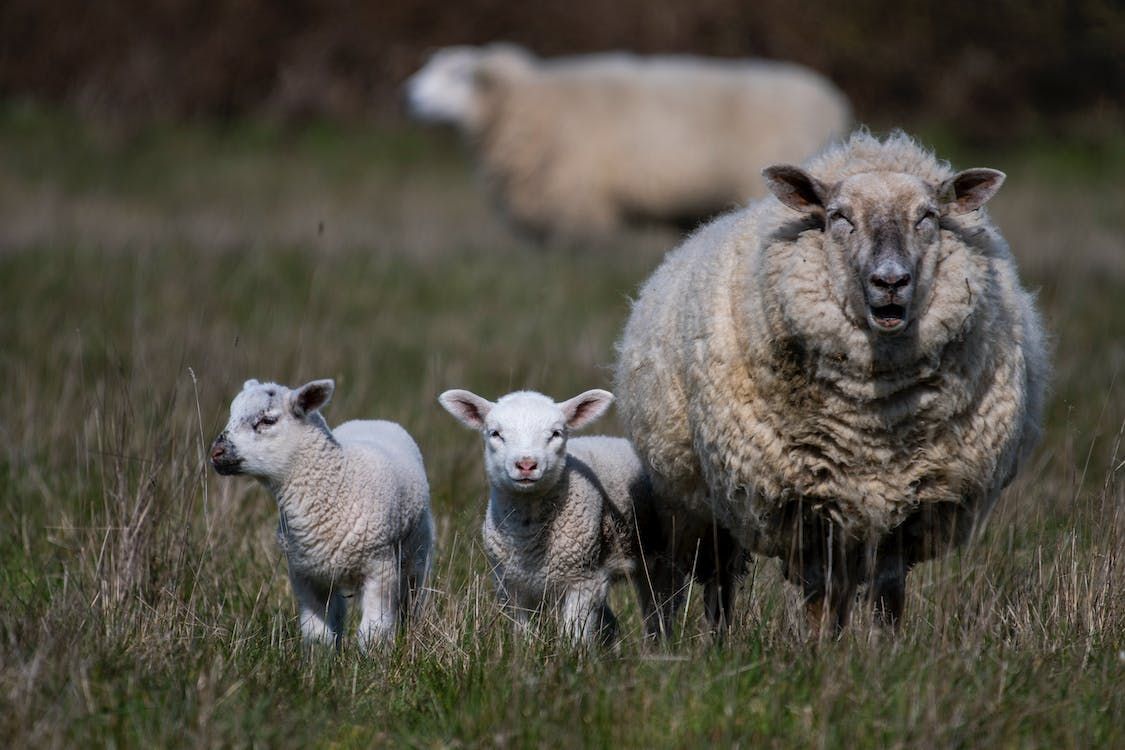 Farmers to be on 'high alert' for worms in lambs