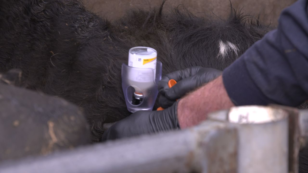 Are your vaccinations up to date ahead of breeding?