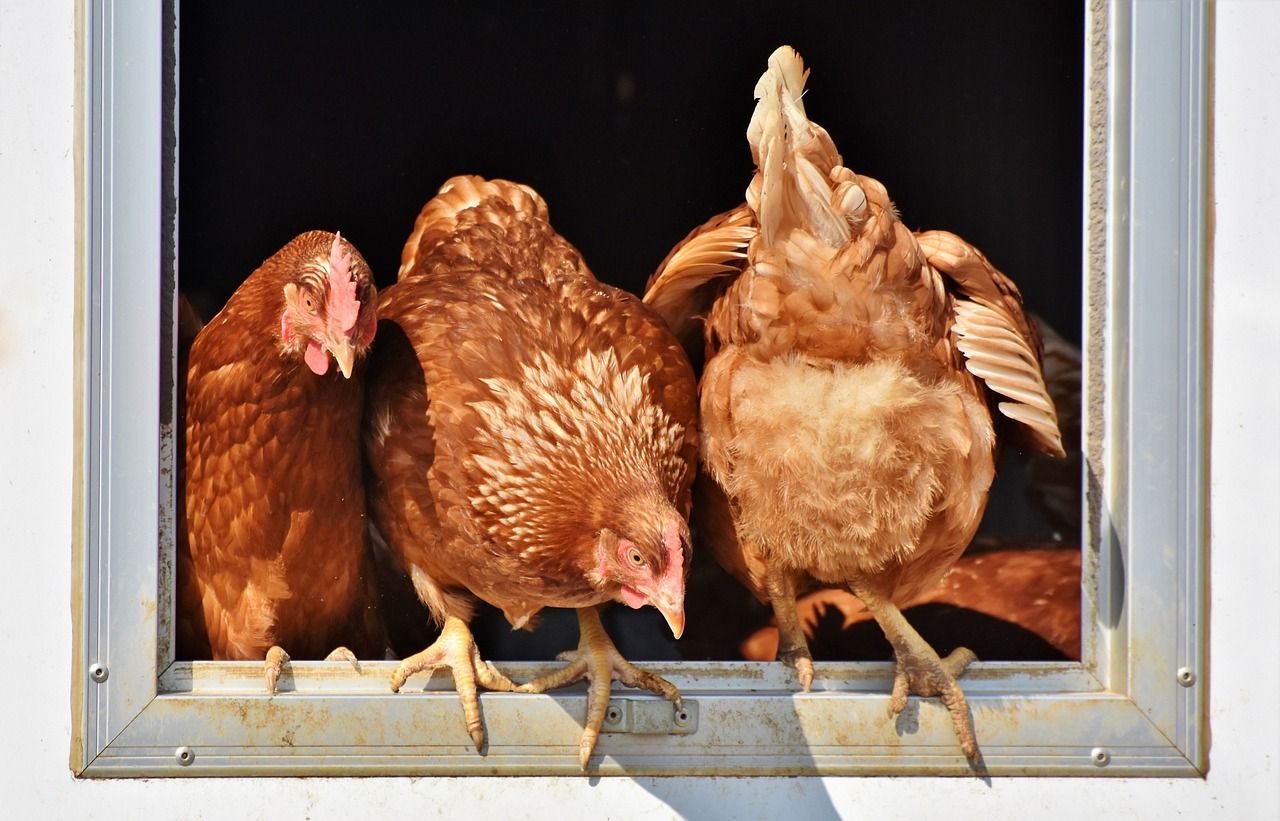 Researchers use chicken feathers for renewable energy