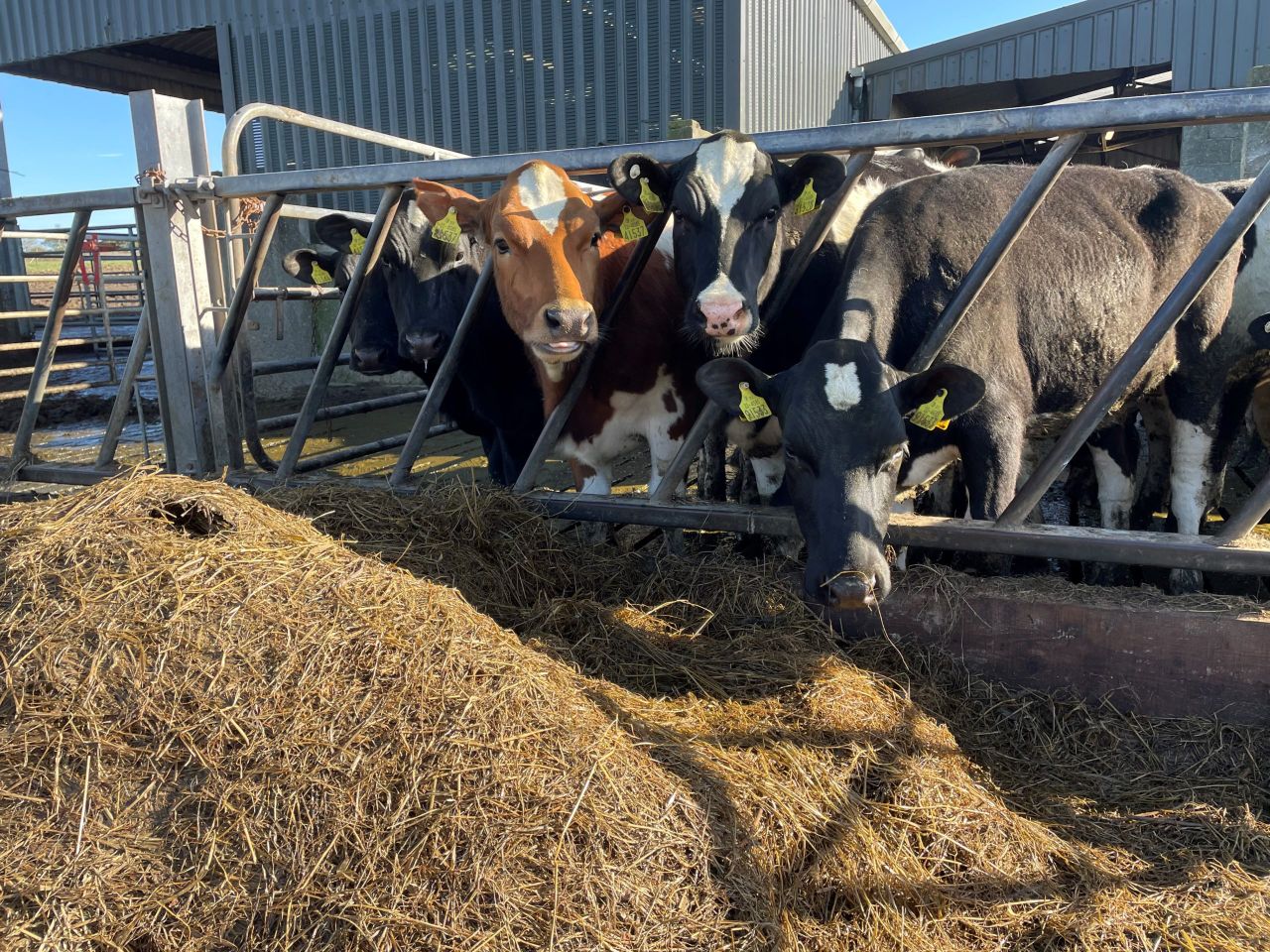 Achieving target weights for spring-calving heifers