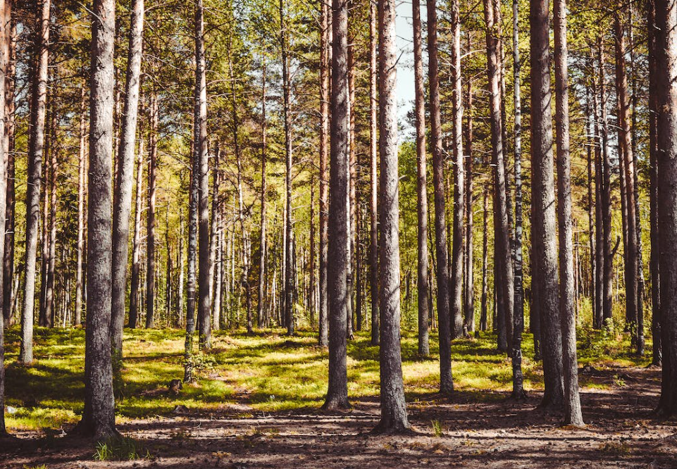 €23.5m in annual premiums paid to over 6,500 forestry owners