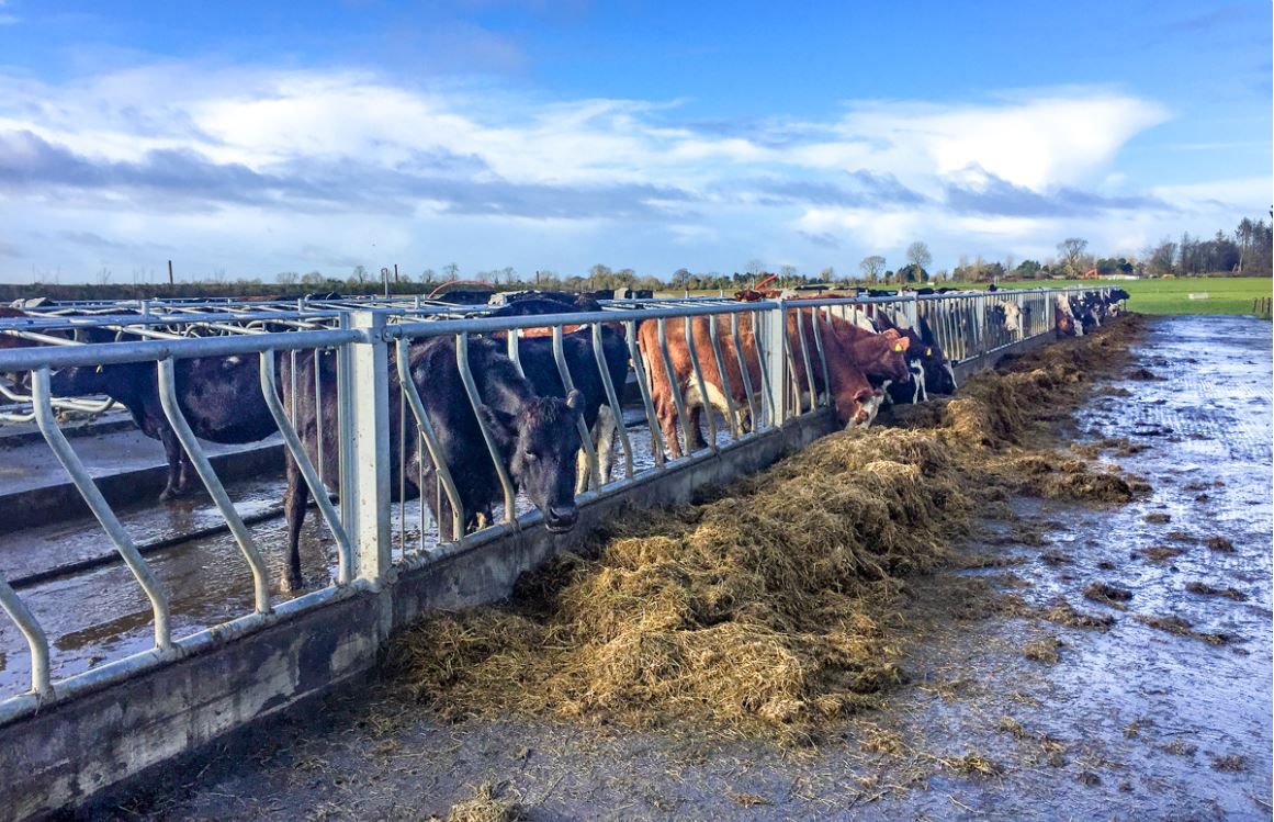 'The dry cow - fresh cow transition accounts for 80% of herd health problems'