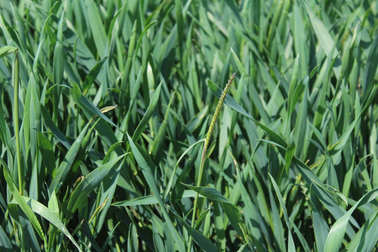 How weeds adapt within a tillage system