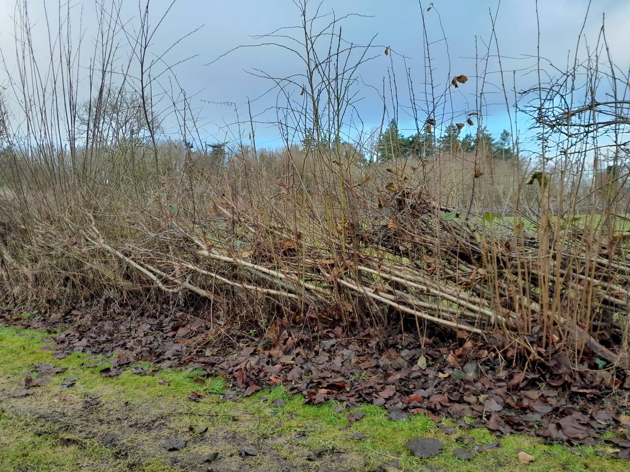 Hedge-laying courses to take place at Greenmount