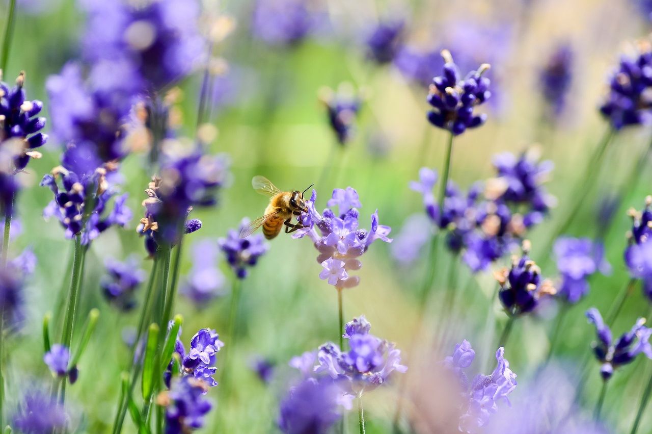 'Alarming decline' of insects putting food security 'at risk'
