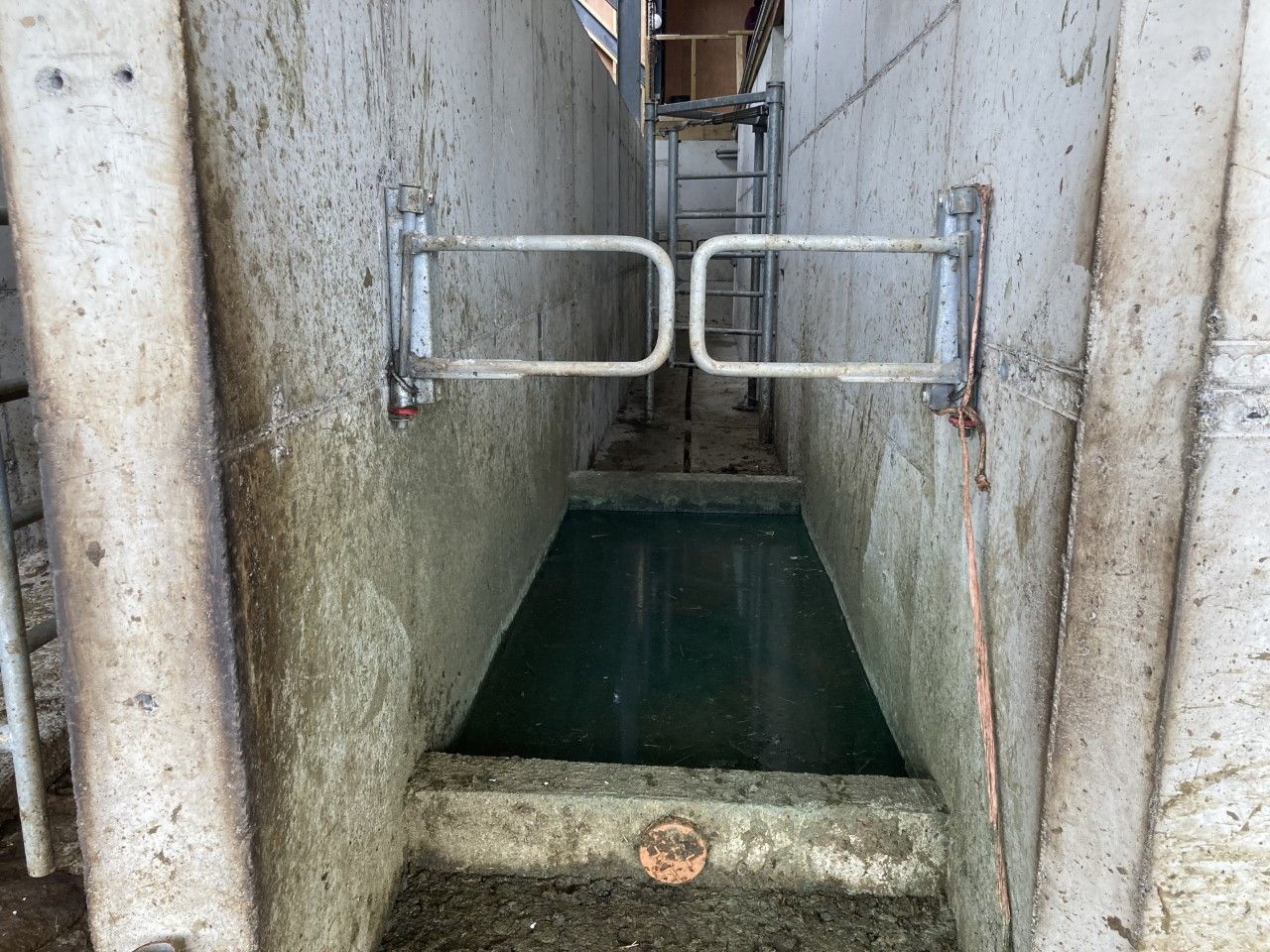 Foot bathing cows to limit lameness around breeding season