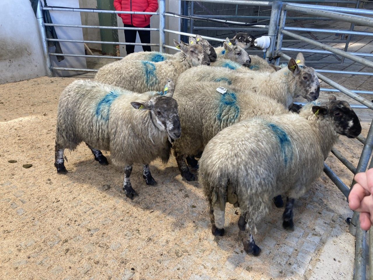 Sheep kill: Throughput dips slightly again but still breaks 52,000 head
