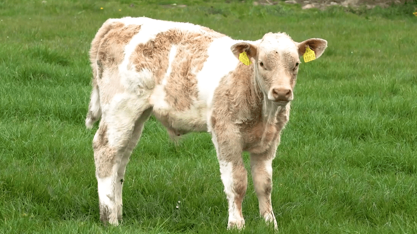 '3-year' BVD programme now enters 7th year - ICSA