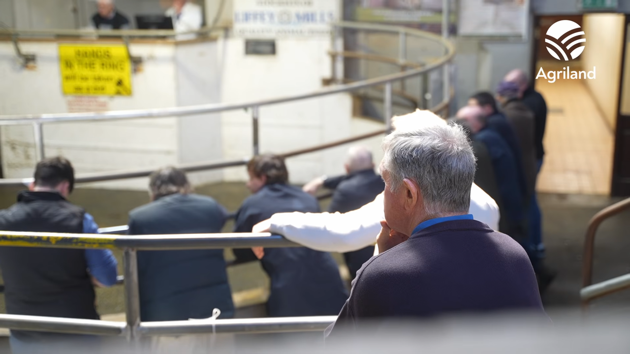 Watch: Catch up at the mart - how costly do farmers think silage will be?
