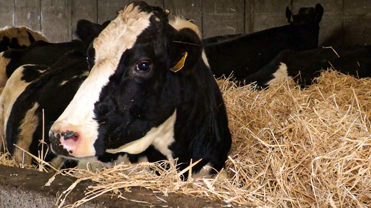 Getting transition cow management right is key to success